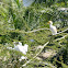 Cattle Egret