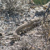 Rattlesnake (Western Diamondback)