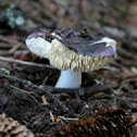 Unidentified forest mushroom