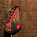 cinnabar moth