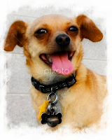 Bindi, My Chihuahua by Patti (George) Larcher -  
