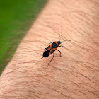 Small Milkweed Bug