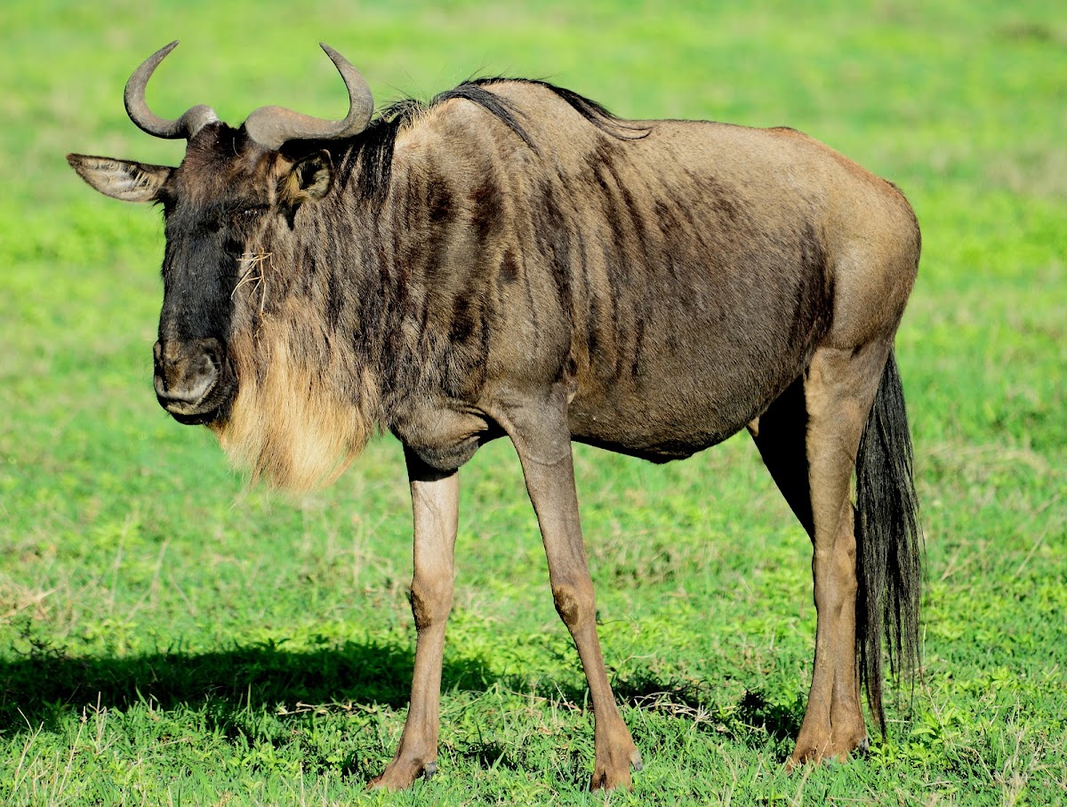 Wildebeest, Gnu - Western White-bearded Wildebeest