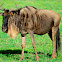 Wildebeest, Gnu - Western White-bearded Wildebeest