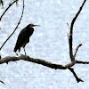 White-faced Heron