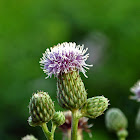 Canada Thistle