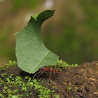 Leaf-cutter ant