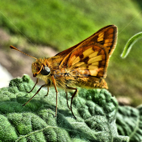 Skipper by Jennifer Wheatley-Wolf - Animals Insects & Spiders