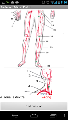 免費下載醫療APP|Anatomy - Arteries app開箱文|APP開箱王