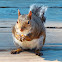 Eastern grey squirrel