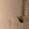 Long-necked Seed Bug