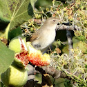 Common Whitethroat