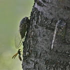 Kumazemi (Cicada)
