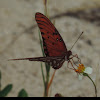 Gulf Fritillary, Passion Butterfly