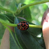 V-marked Lady Beetle