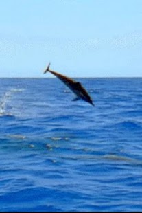 How to install Playful Dolphin Live Wallpaper lastet apk for bluestacks