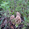 Morel