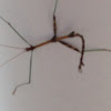 Northern stick insect (male)