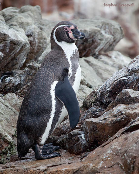 Pingüino de humboldt