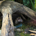 Solomon Island Eyelash Frog