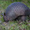 Nine-banded Armadillo