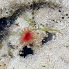 Red tube worm