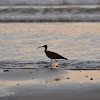 Hudsonian curlew