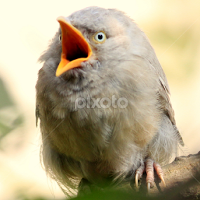 Feeling Sleepy  by Prithwish Mondal - Animals Birds