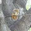 Fox Squirrel