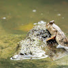 New Guinea mudskipper (廣東彈塗魚)