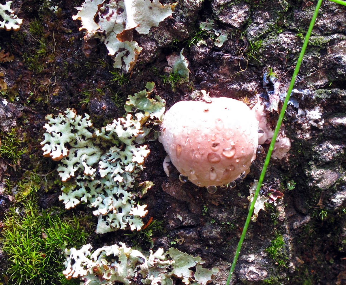Fungus on Tree