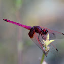 Crimson Marsh Glider