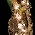 Guyana Scale Insect