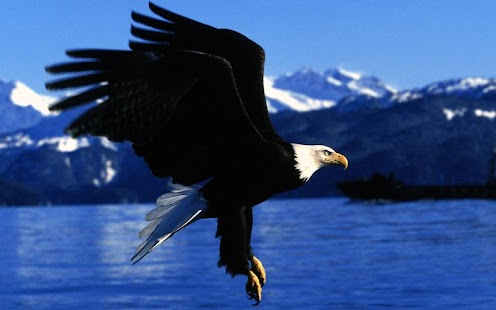 Eagle Live Wallpaper Screenshots 3