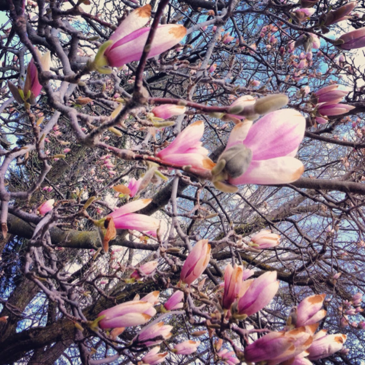 Saucer magnolia