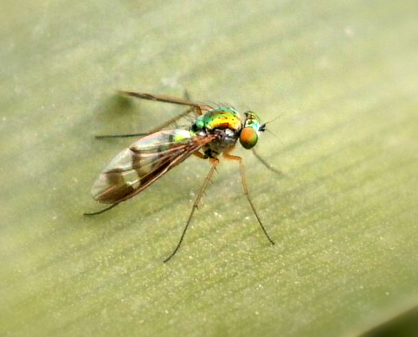 Long-legged fly.