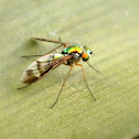 Long-legged fly.