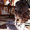 Cape Eagle-Owl
