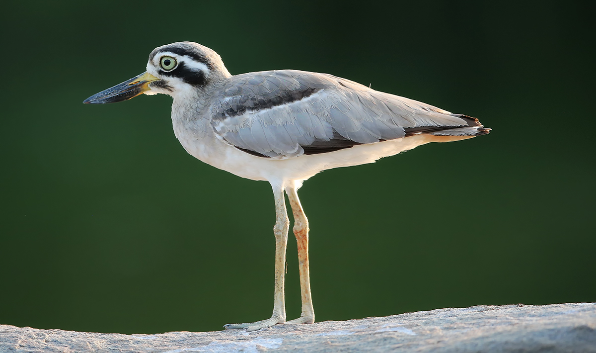 Great stone-curlew