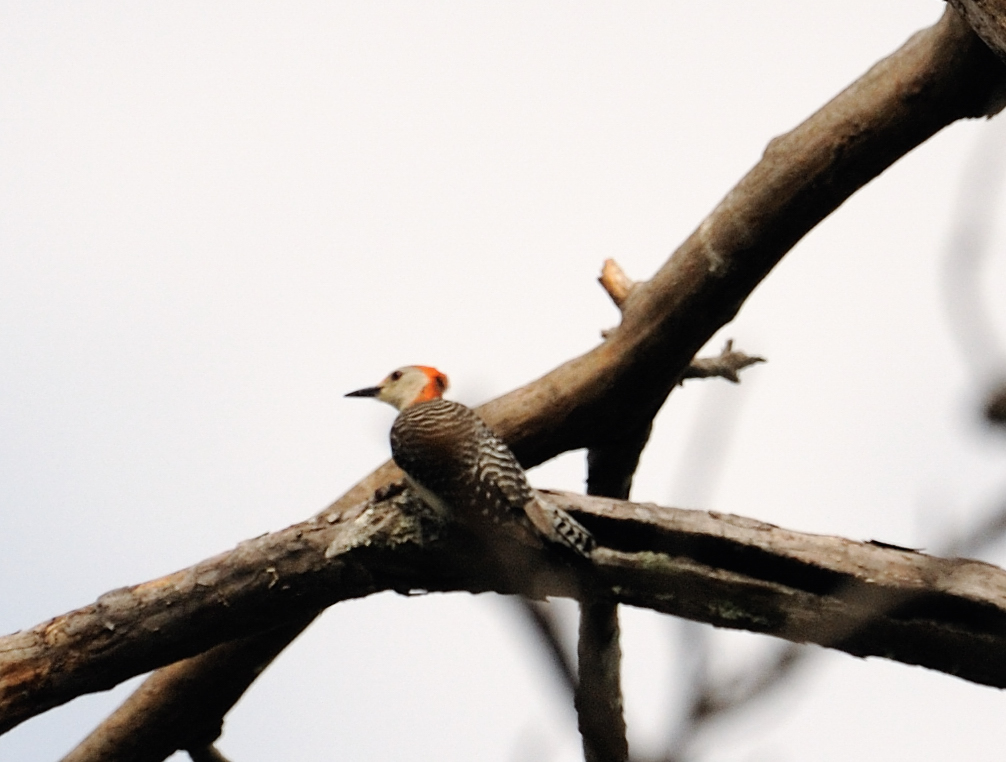 red bellied woodpecker