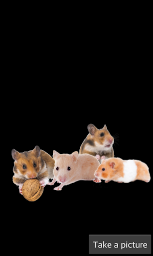 【免費家庭片App】Hamster Games-APP點子