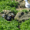 Tufted puffin