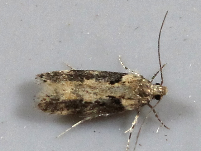 Black-smudged Chionodes Moth