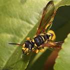 Weevil Wasp (female)