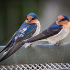 Welcome Swallow