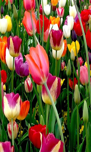 【免費個人化App】Tulip live wallpaper-APP點子