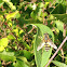 Common hover-fly