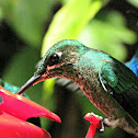 Green-crowned Brilliant Female