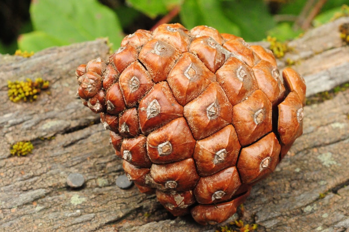 Stone pine cone
