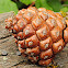 Stone pine cone